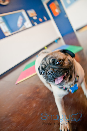 DFWpugrescue-liveattheboardingbugalow-21