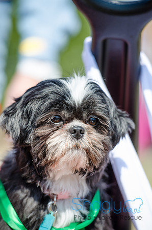 Krewe of Barkus 2012-39