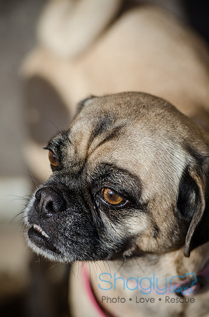 DFW Pug Rescue Boarding Bungalow-11