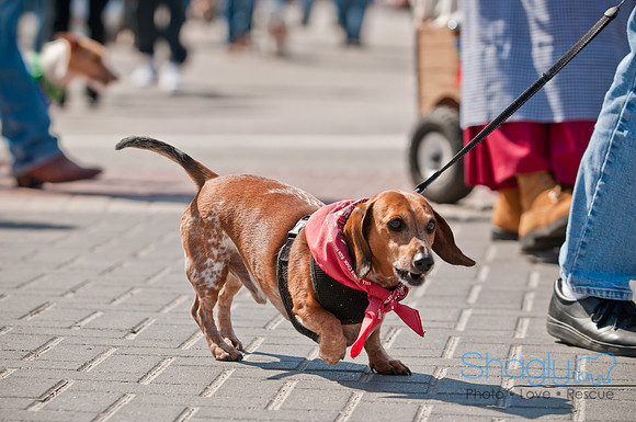 Krewe of Barkus 2011-72