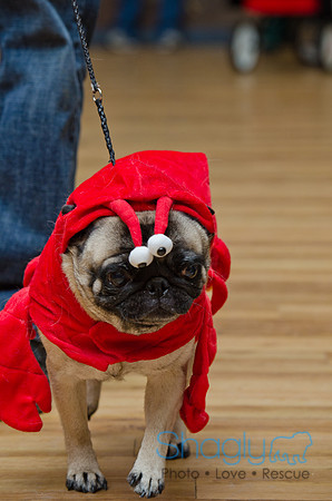 PugOween-218