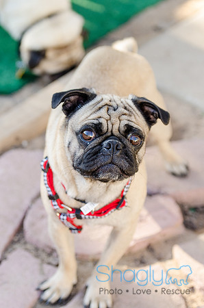 The Boarding Bungalo Pugs-9