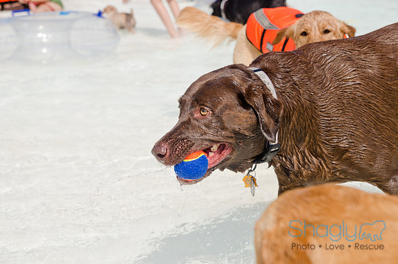Wags and Waves 2011-433
