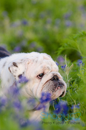 Bluebonnets Pug and Bulldog-48