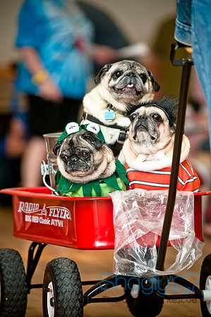PugOWeen-196