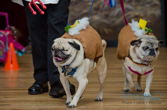 PugOween-187