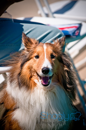 Prosper Pooch Party-15