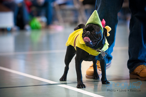 PugOWeen-2800