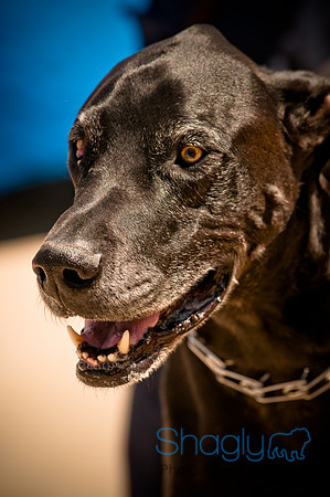 Prosper Pooch Party-16