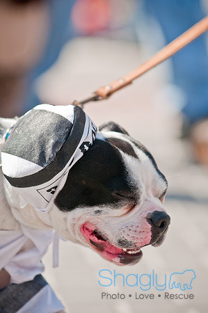 Krewe of Barkus 2011-91
