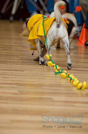 PugOween-138