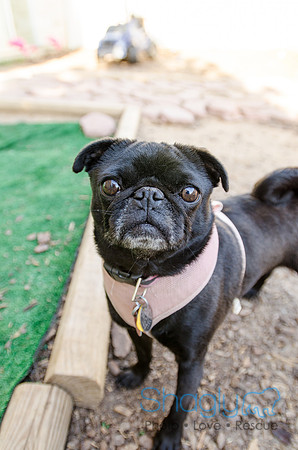 The Boarding Bungalo Pugs-17