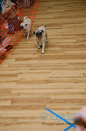 PugOween-264