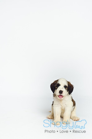 Stclouds Rescue Puppies-3