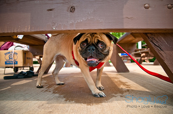 Wags and Waves-436
