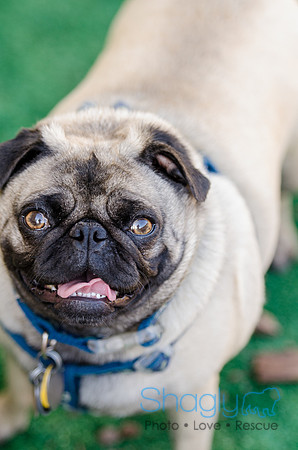The Boarding Bungalo Pugs-4