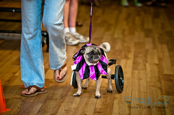 PugOWeen-13