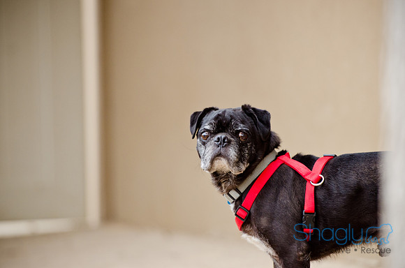 DFW Pug Rescue-The Boarding Bungalow-9