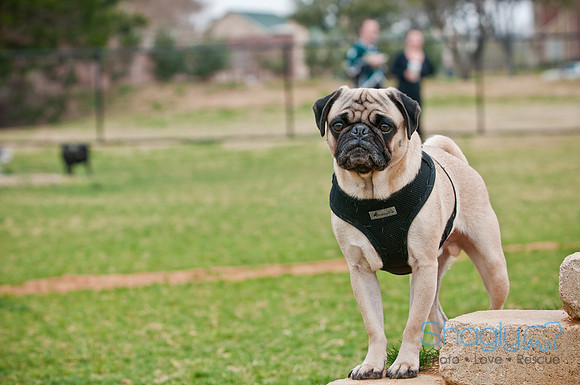 Pug Love Fun Run-112
