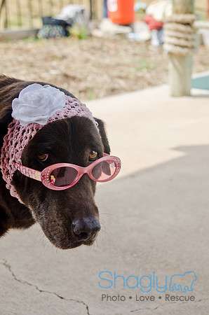 Wags and Waves 2011-401