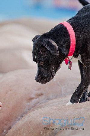 Wags and Waves 2011-479