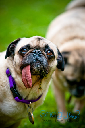 DFW Pug Rescue-104