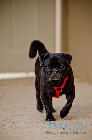 DFW Pug Rescue-The Boarding Bungalow-22