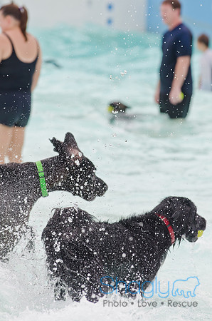 Wags and Waves 2011-162