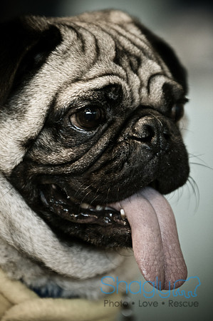PugOWeen-3438
