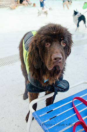 Wags and Waves 2011-344
