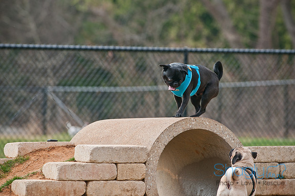 Pug Love Fun Run-140