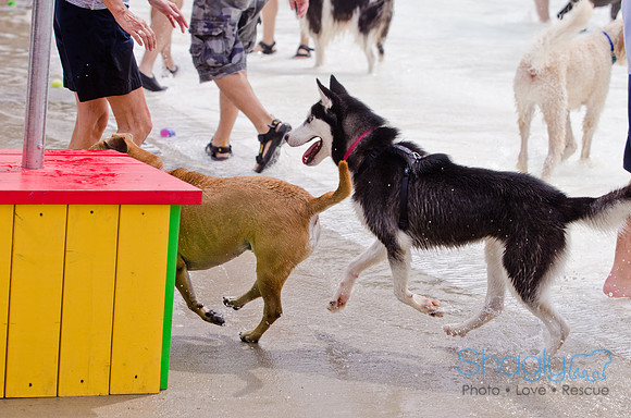 Wags and Waves 2011-155