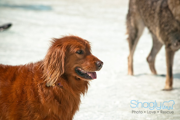 Wags and Waves-155