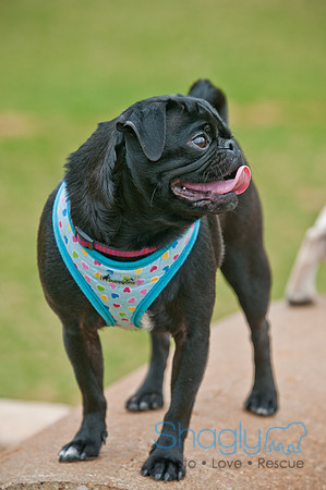Pug Love Fun Run-99
