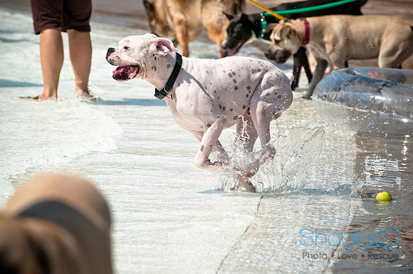 Wags and Waves-197