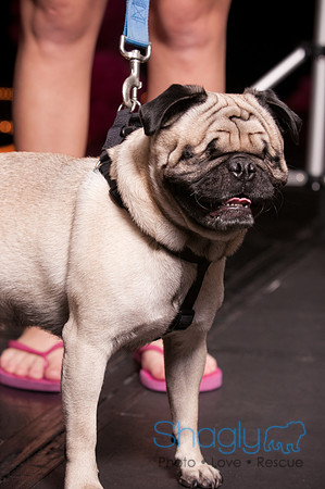 Project Pugway DFW Pug Rescue-4