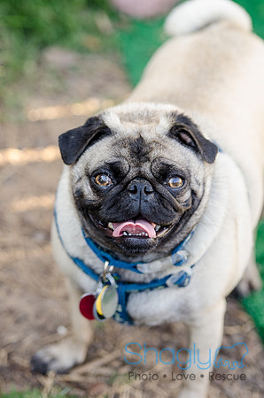 The Boarding Bungalo Pugs-8