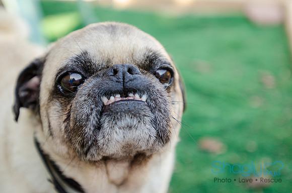 The Boarding Bungalo Pugs-16