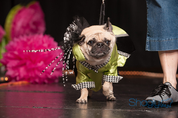 Project Pugway DFW Pug Rescue-25