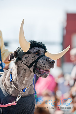 Krewe of Barkus 2011-140