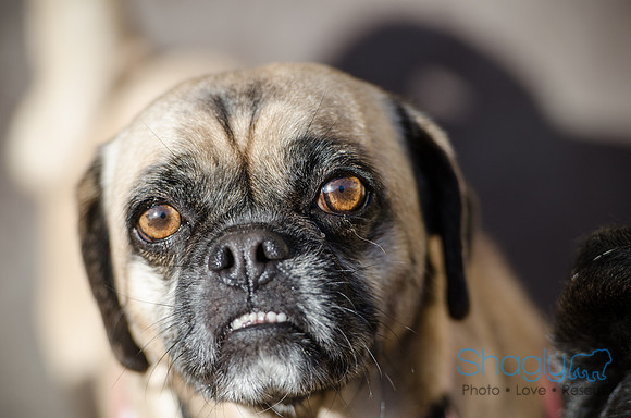 DFW Pug Rescue Boarding Bungalow-13