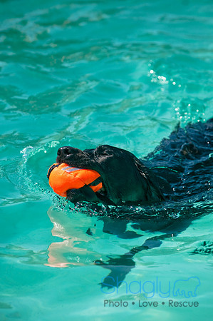 Wags and Waves-127