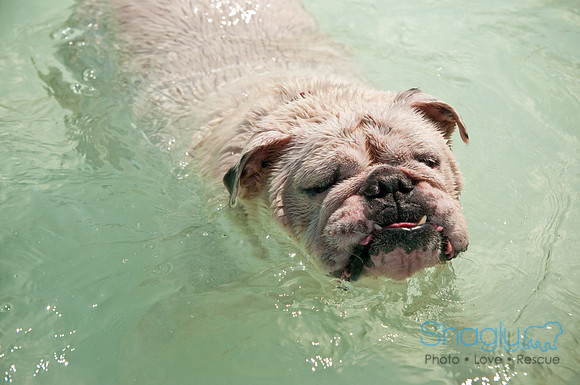 Wags and Waves-483