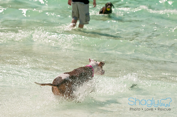 Wags and Waves-174