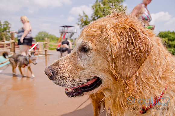 Wags and Waves 2011-222