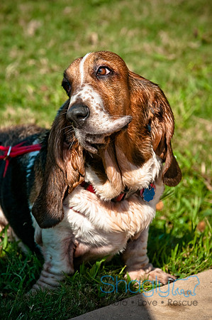 Wags and Waves-105