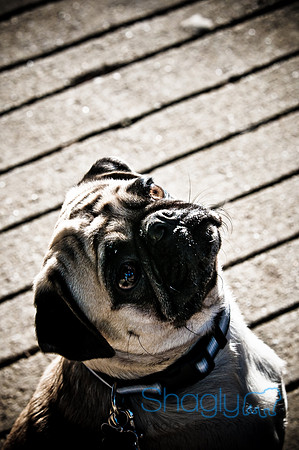 PugOWeen-3861