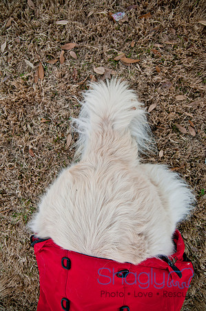 Krewe of Barkus 2011-157