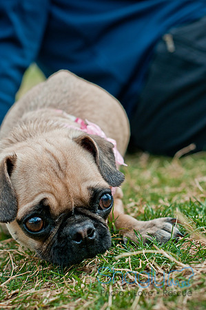 Pug Love Fun Run-220