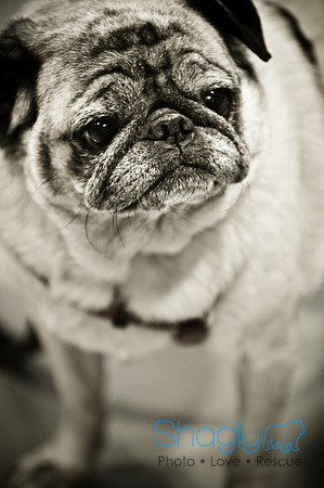 PugOWeen-3572